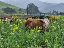 Cows grazing in a crop in the Wairarapa with the Tararua mountains in the background